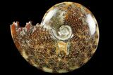 Polished, Agatized Ammonite (Cleoniceras) - Madagascar #97368-1